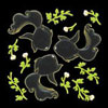 468 silhouetteconversion goldfish  black